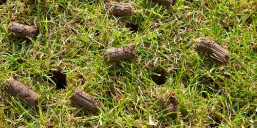 Lawn Maintenance Lawn Maintenance