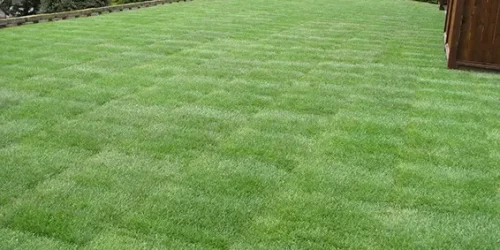 Sod Installation, Sod Installer, New Sod, Sod Company, Sod Contractor Sod Installation, Sod Installer, New Sod, Sod Company, Sod Contractor